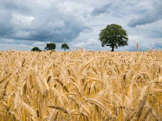 wheat field - champs blé
